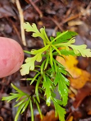 Phyllocladus alpinus