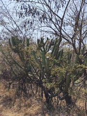 Myrtillocactus geometrizans