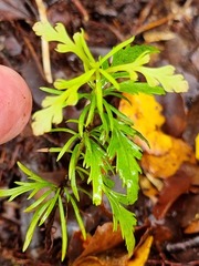 Phyllocladus alpinus
