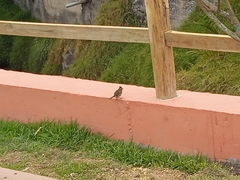 Zonotrichia capensis