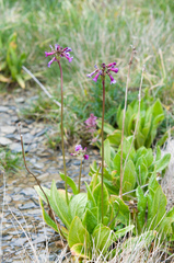 Primula miyabeana