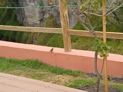 Zonotrichia capensis