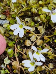 Lobelia angulata