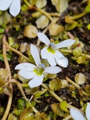 Lobelia angulata