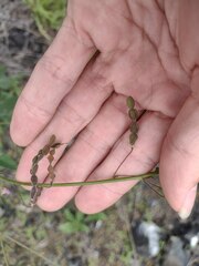 Desmodium tortuosum