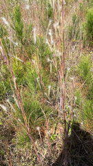 Andropogon ternarius