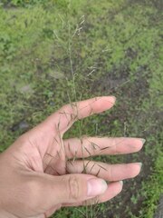 Eragrostis tenuifolia