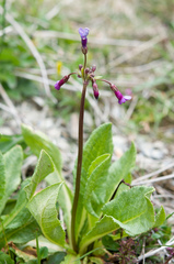 Primula miyabeana