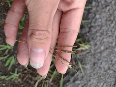 Bothriochloa pertusa