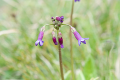 Primula miyabeana