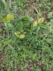 Gomphocarpus physocarpus