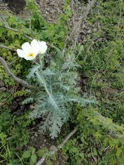 Argemone glauca