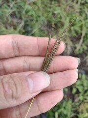 Bothriochloa pertusa