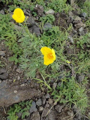 Hunnemannia fumariifolia observed 2022-10-26