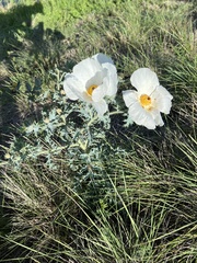 Argemone albiflora