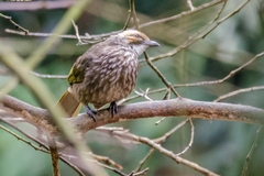 Pycnonotus zeylanicus