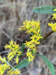 Solidago nemoralis