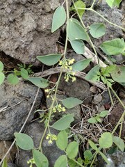 Cocculus orbiculatus