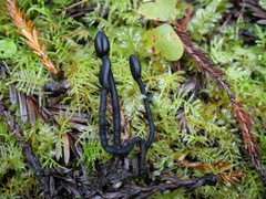 Trichoglossum