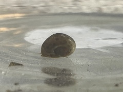 Planorbini