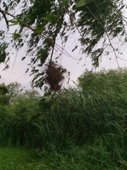 Phacellodomus sibilatrix