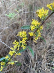 Solidago nemoralis