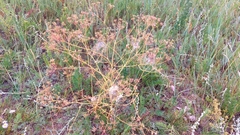 Saposhnikovia divaricata