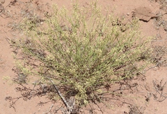 Lepidium montanum
