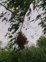 Phacellodomus sibilatrix