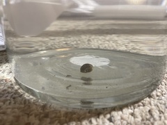 Planorbini