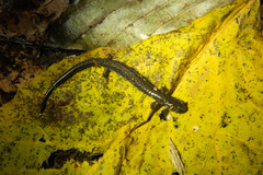 Plethodon