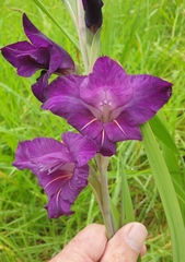 Gladiolus × hortulanus