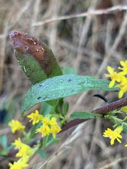 Solidago nemoralis