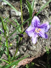 Solanum linearifolium