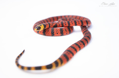 Micrurus diastema apiatus