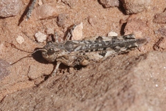 Psoloessa delicatula