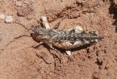 Psoloessa delicatula