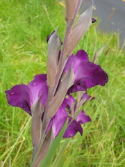 Gladiolus × hortulanus