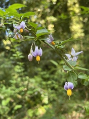Solanum valdiviense