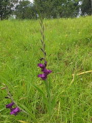 Gladiolus × hortulanus