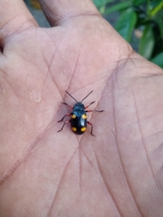 Eumorphus quadriguttatus pulchripes