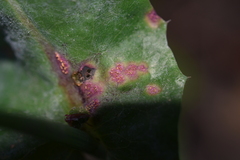 Miyagia pseudosphaeria