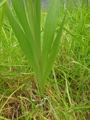 Gladiolus × hortulanus