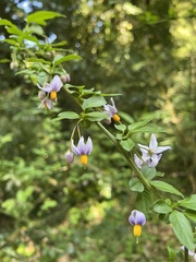 Solanum valdiviense