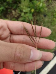 Bothriochloa pertusa