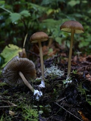 Cyanula