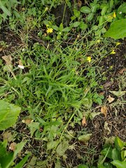 Senecio madagascariensis
