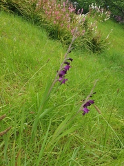 Gladiolus × hortulanus