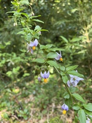 Solanum valdiviense
