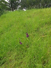 Gladiolus × hortulanus